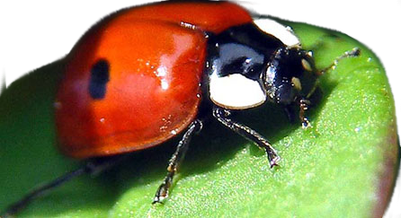 Ladybird